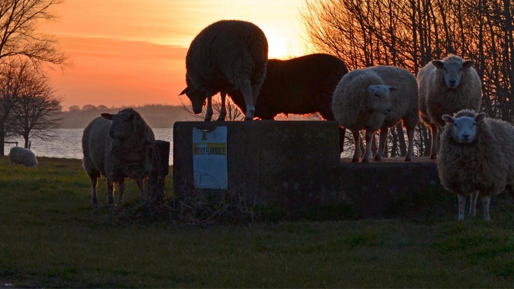 Sheep enjoying the sunset at Normanton on Rutland Water