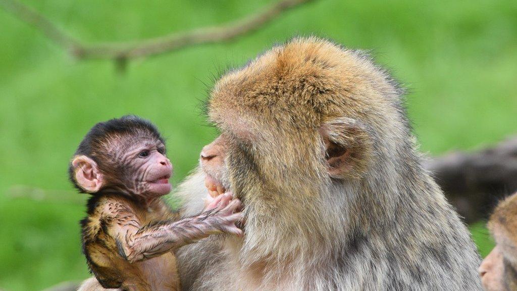 Baby Barbary macaques and its mother