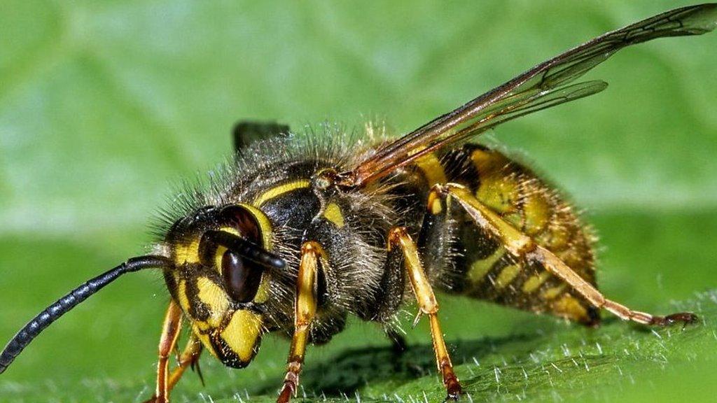 Wasp on a leaf