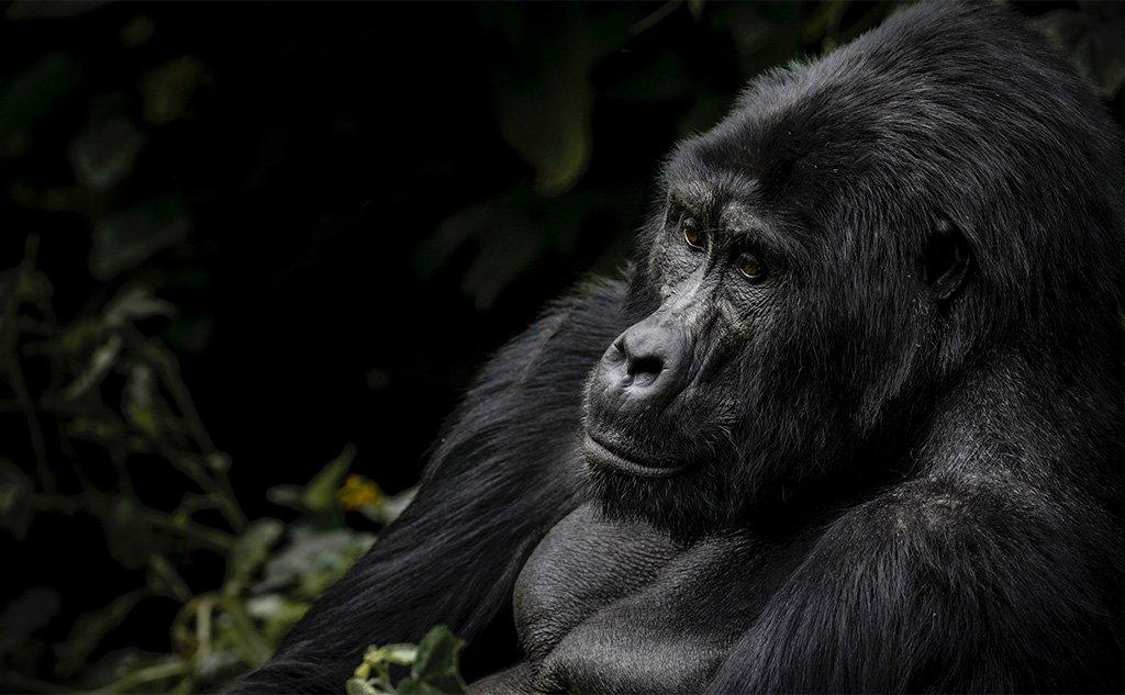 Mountain gorilla