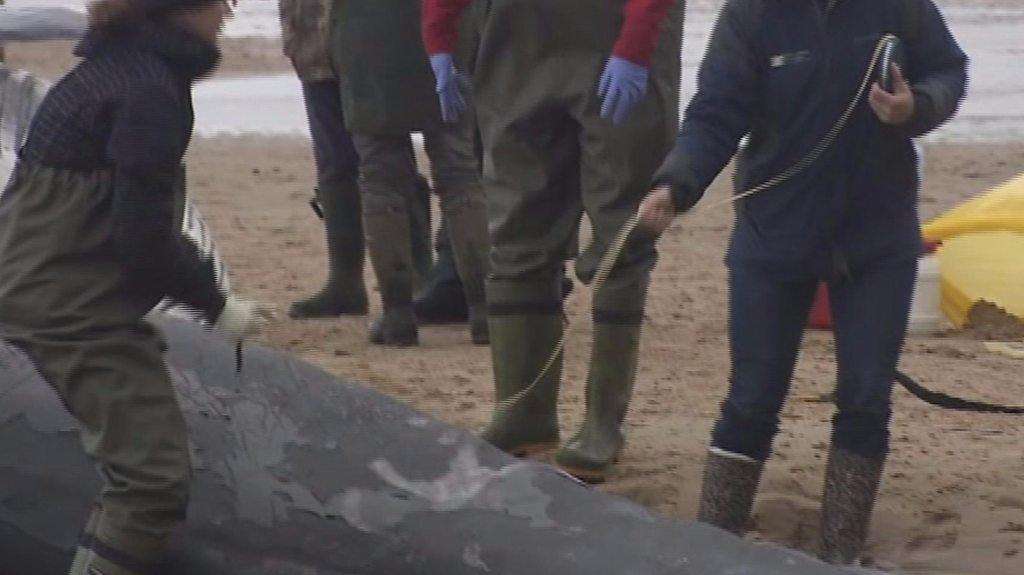 Post-mortem examination of fin whale