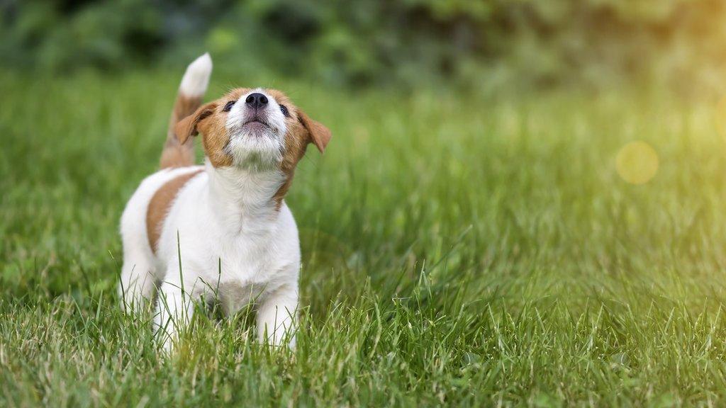 Dog howling