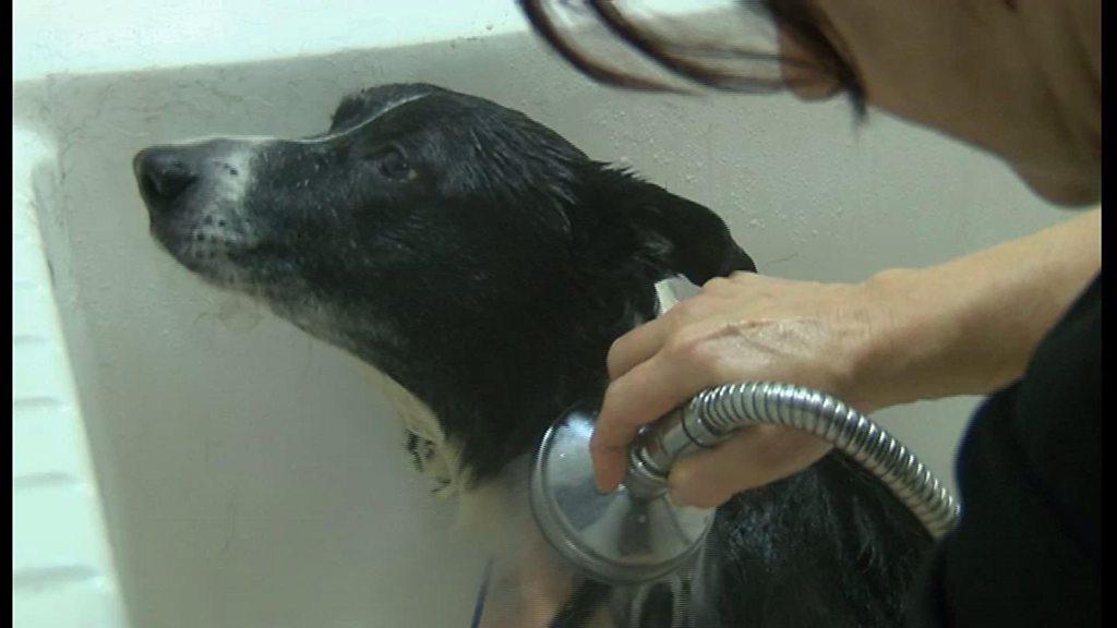 A dog being washed