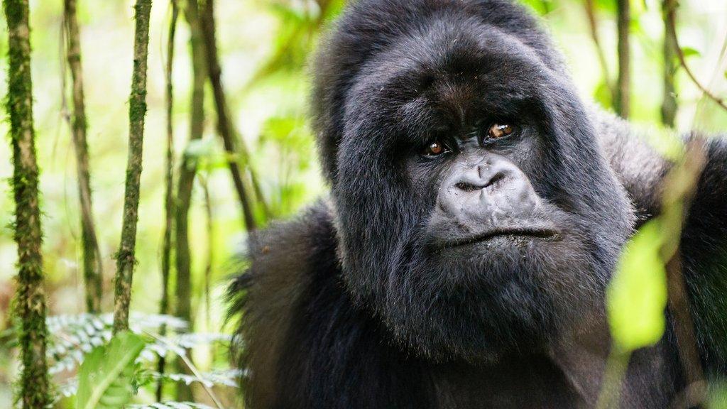 mountain gorilla