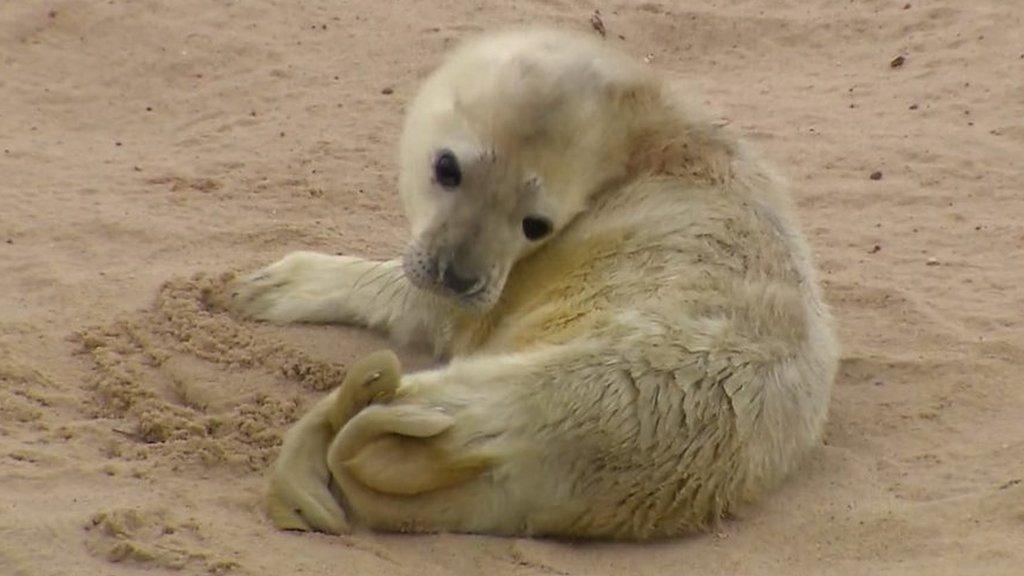 Grey seal pup