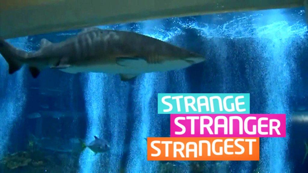 Strange, Stranger, Strangest