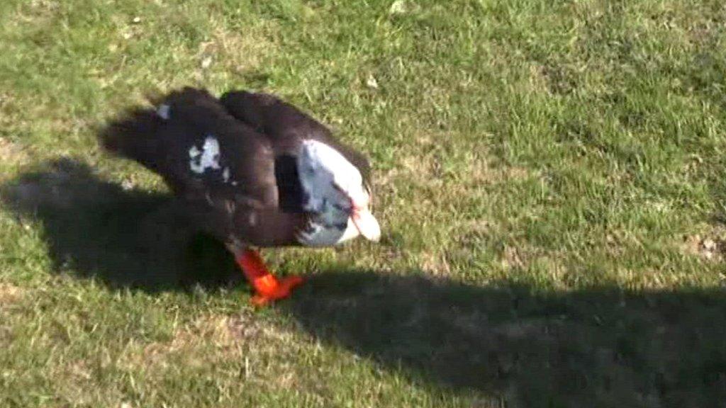 duck walking with 3D feet