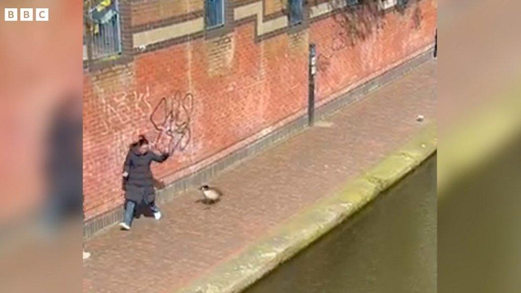 Goose chasing woman