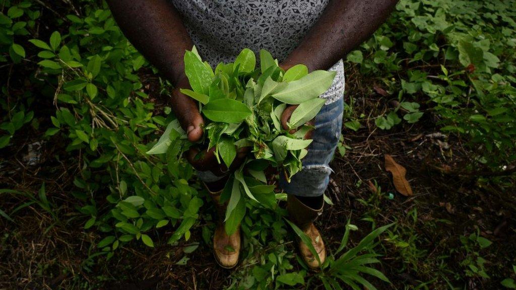 A man holds coca leaves in a field near Olaya Herrera municipality, department of Nariño, Colombia, on May 12, 2023
