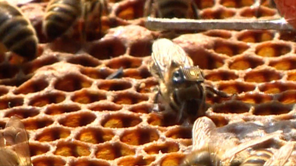 Rory visits a beekeeper in Manchester who is gluing wireless chips to his bees.