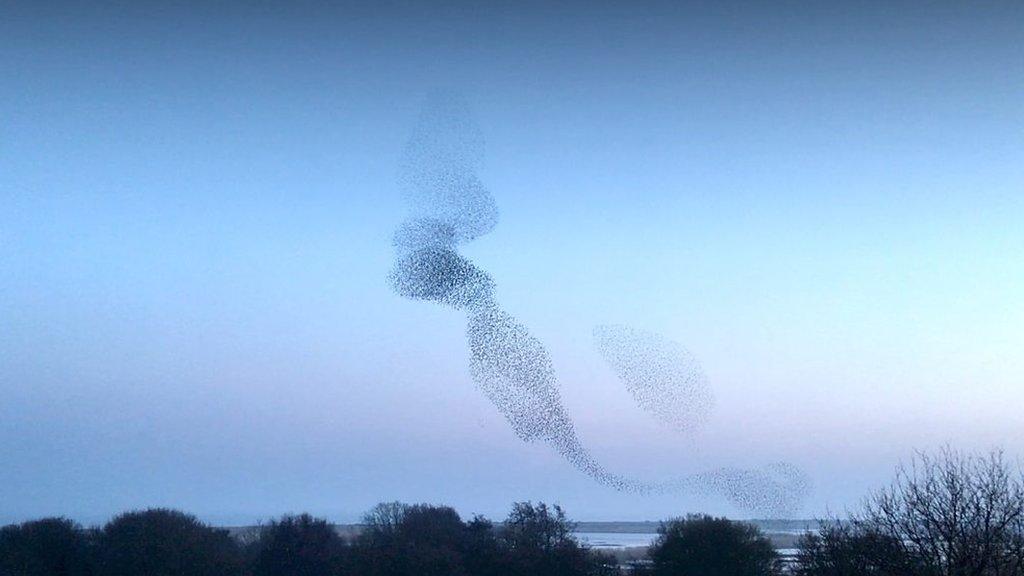 Murmuration at RSPB Minsmere