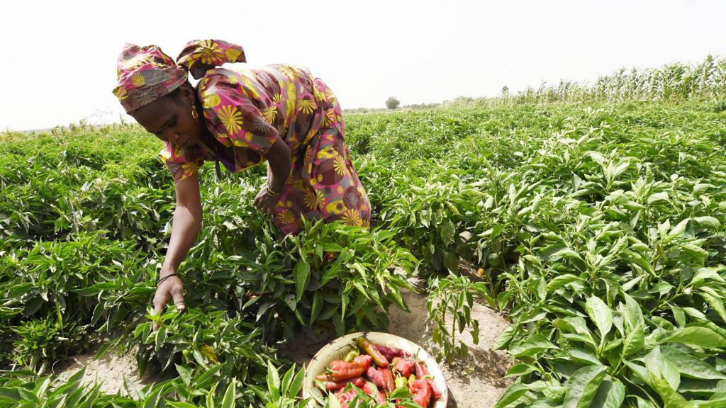 A woman picking peppers