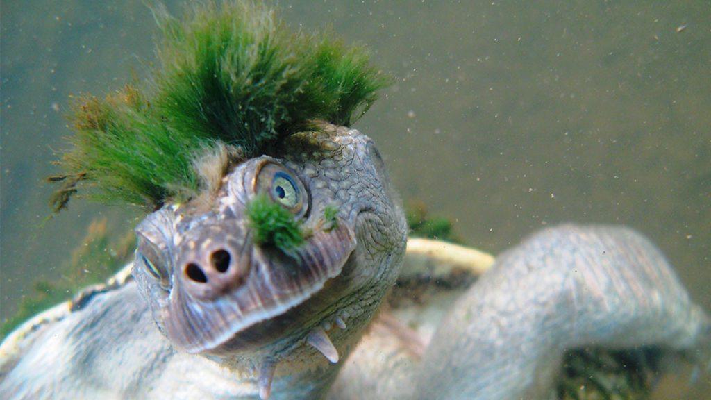 The Mary river turtle