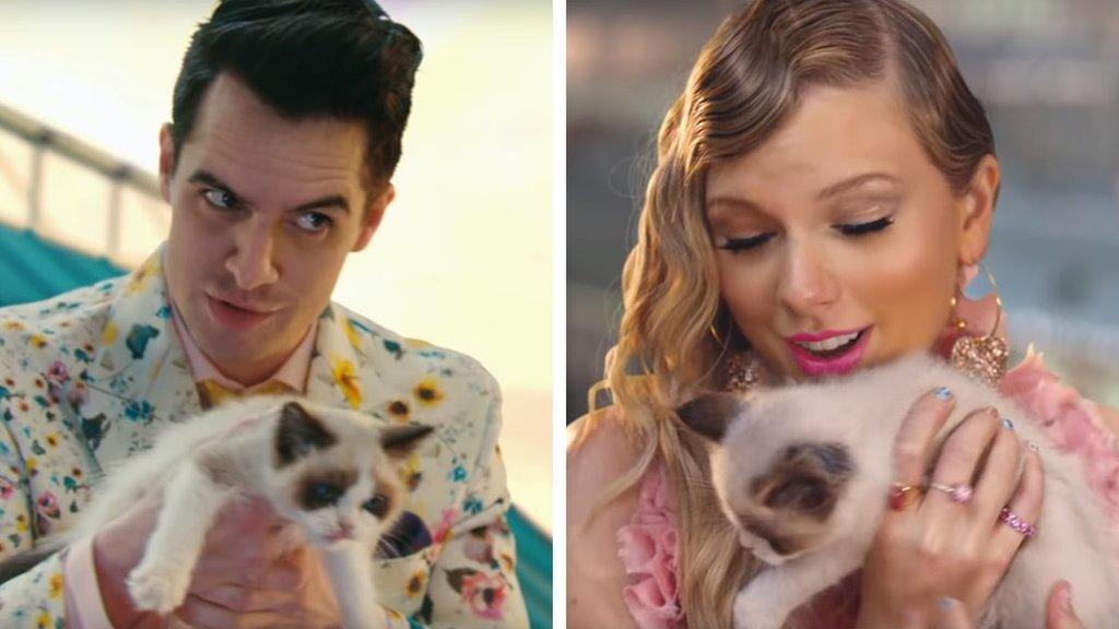 Taylor Swift gets a new cat