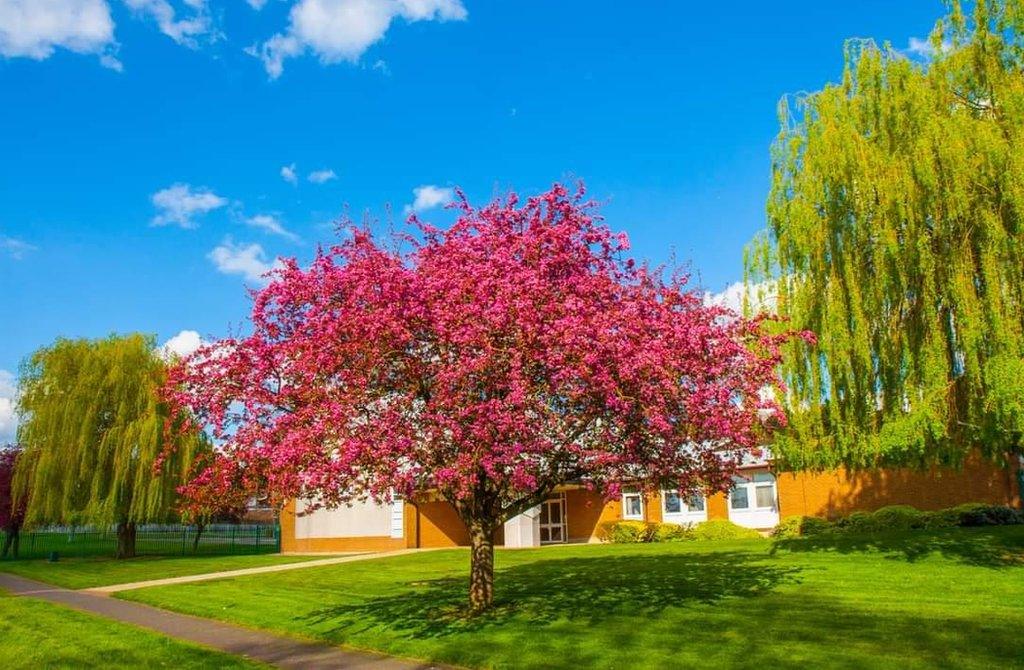 Tree in Leicester