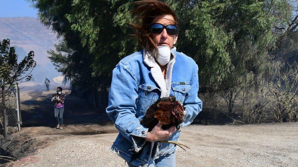 Woman rescues a chicken from a ranch near the Reagan Presidential Library in Simi Valley during the Easy Fire in Simi Valley, California on October 30, 2019.