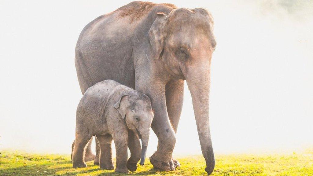 Two elephants walk together in Thailand