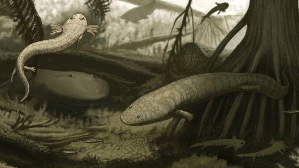 illustration of new species of ancient amphibian