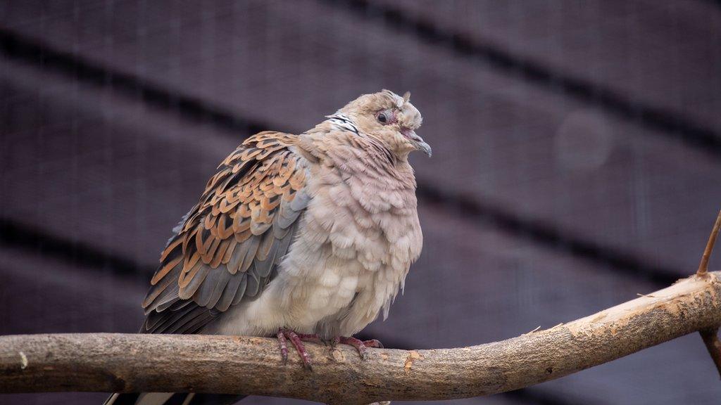 A European Turtle Dove