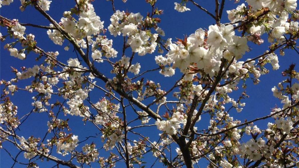 Cherry Blossom in Uppingham