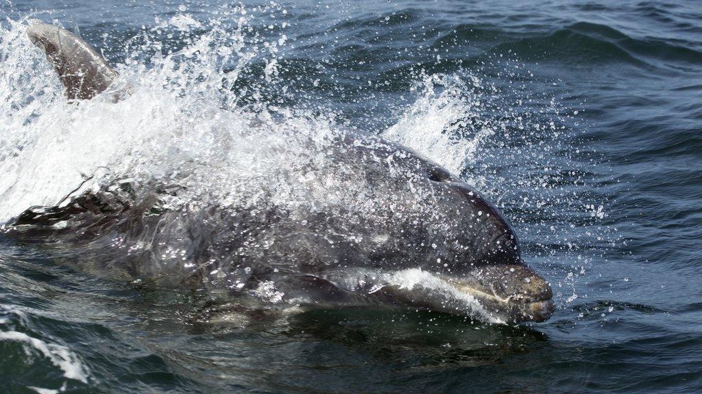 Bottlenose dolphin