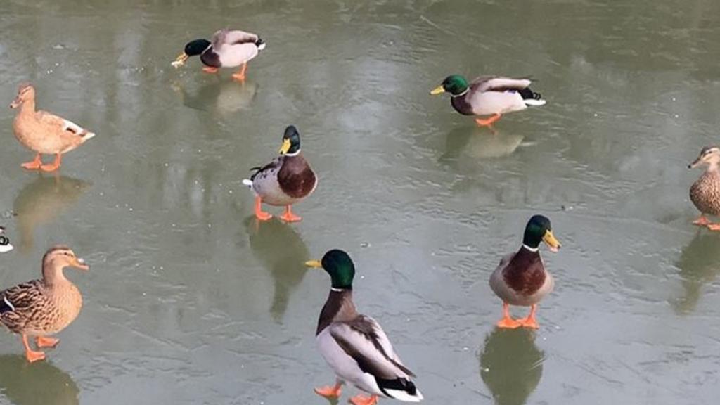 Ducks on frozen water in Tamworth