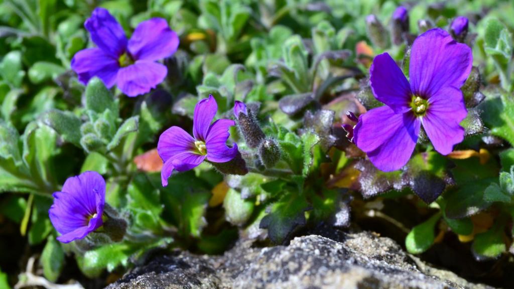 Aubrieta in Empingham