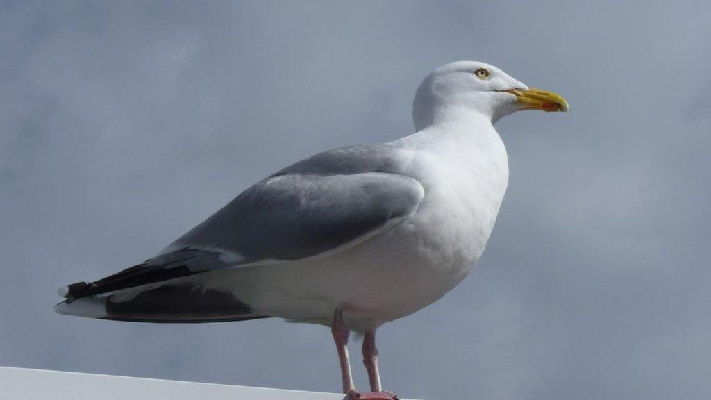 Seagull