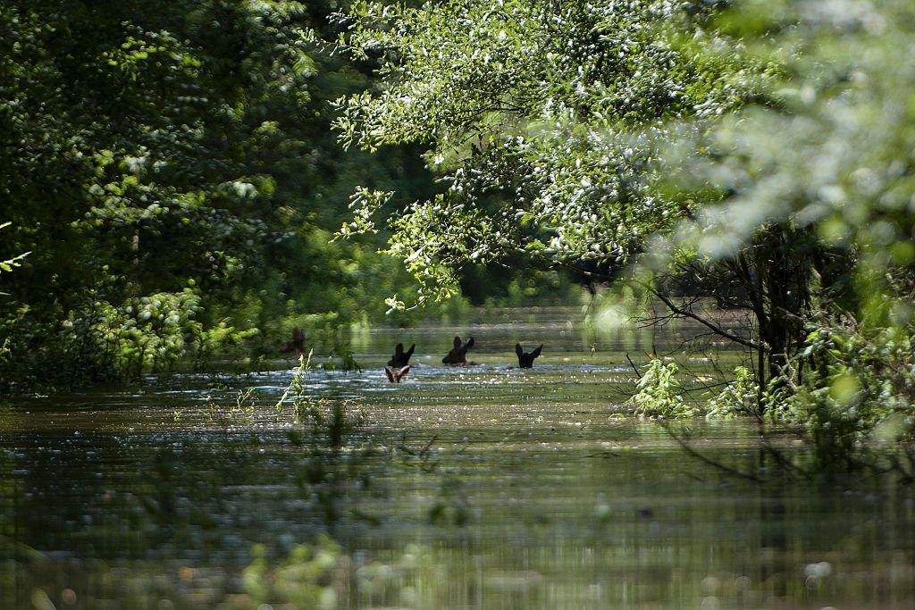 Deer swimming