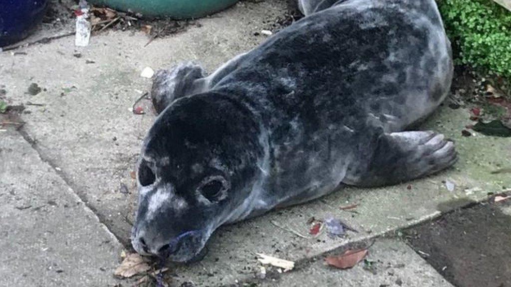 A seal.