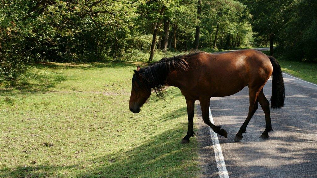 New Forest pony crossing a road