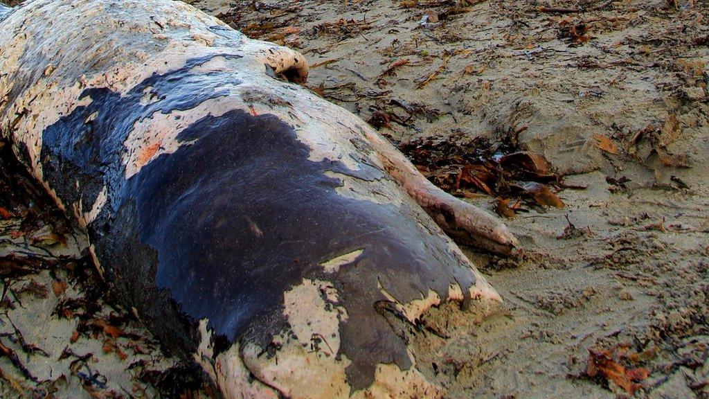 Stranded Sperm whale