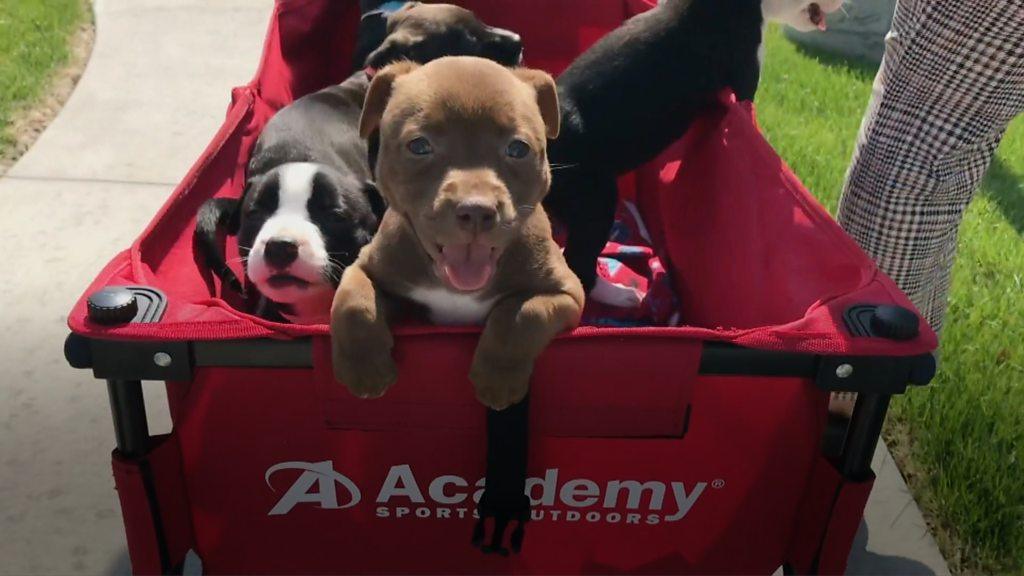 A happy hour in Harlem, a teacher gives hugs behind a plastic wall, and puppies visit a care home.