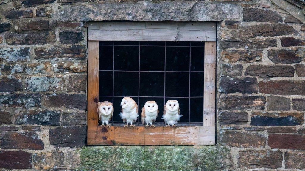 Four barn owls