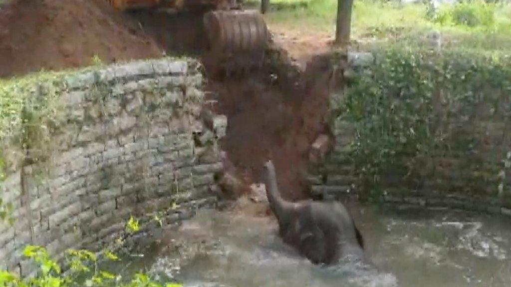 Elephant rescued from well