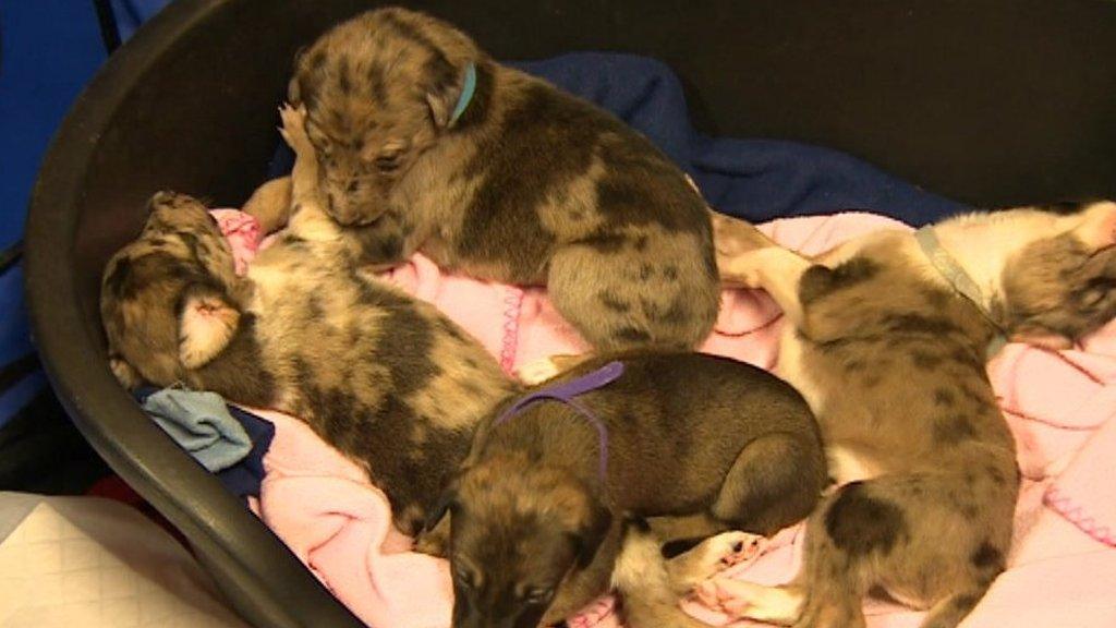 Puppies in a basket