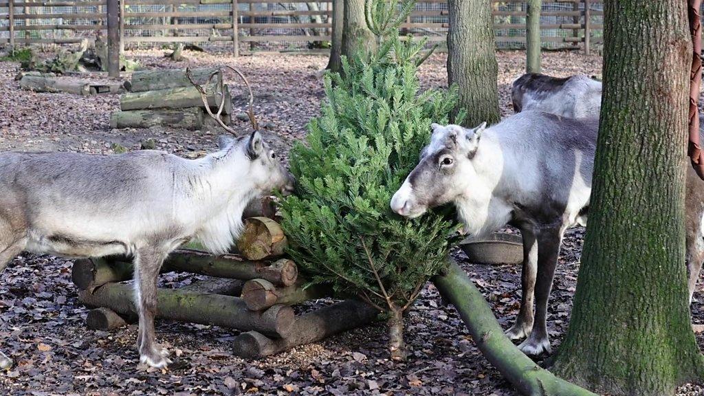 Reindeer with a Christmas tree.