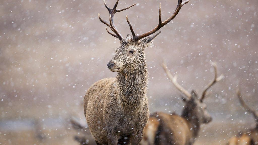 Red deer