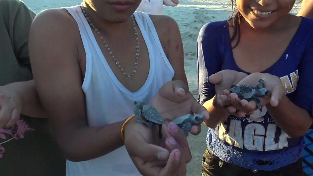 Olive ridley sea turtles