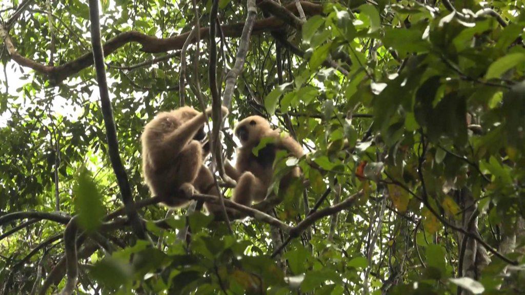 gibbons-in-a-tree