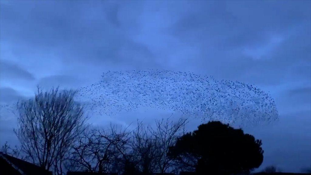 Murmuration