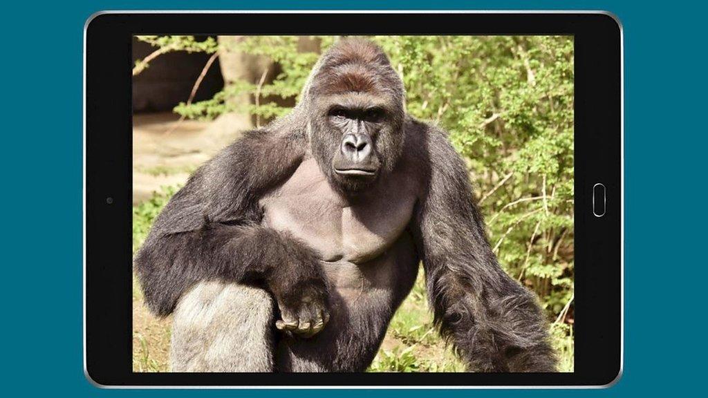 Harambe photoshopped onto a tablet screen