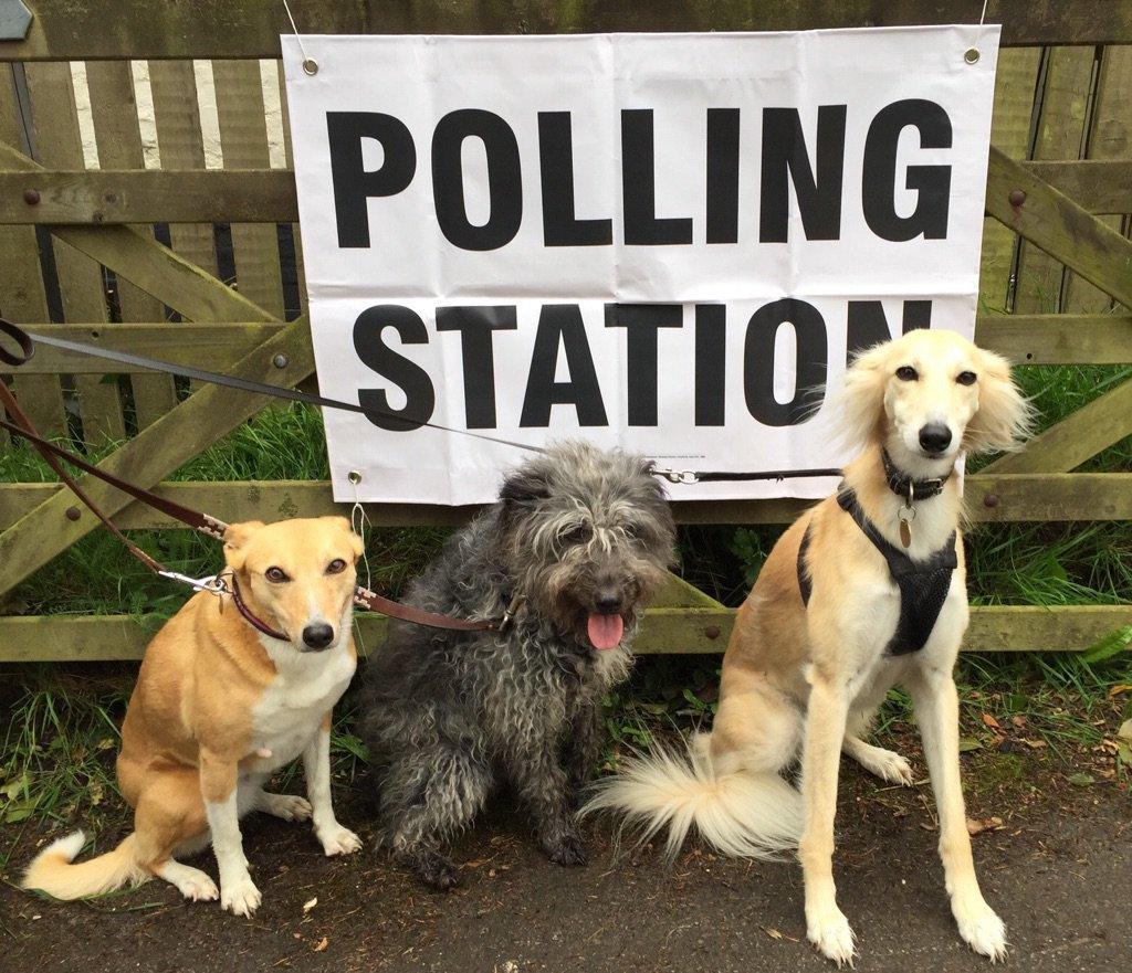 Dogs at polling station