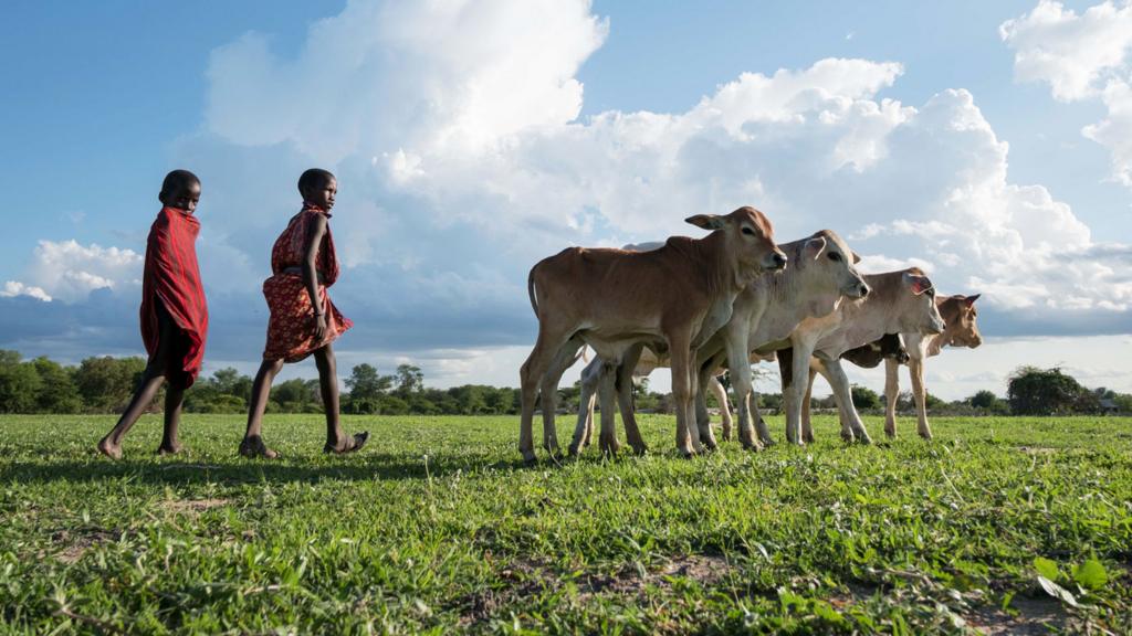 Young boys herd cattle in Kilosa District, Tanzania - 2017