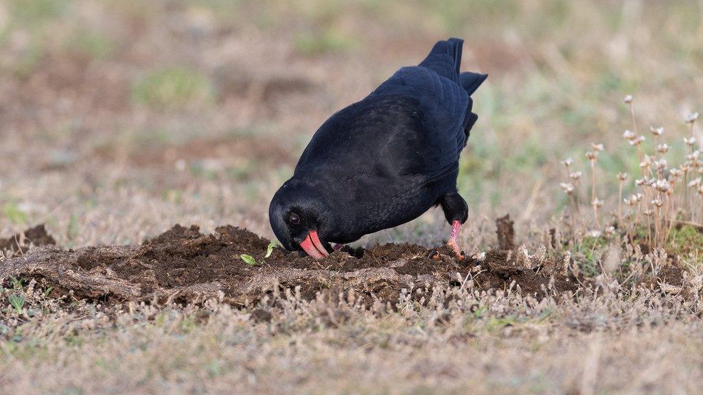 Cornish Chough and cowpat