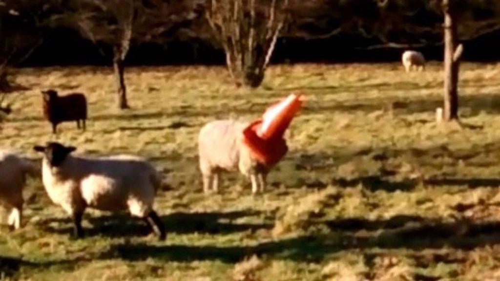 Sheep with cone on head