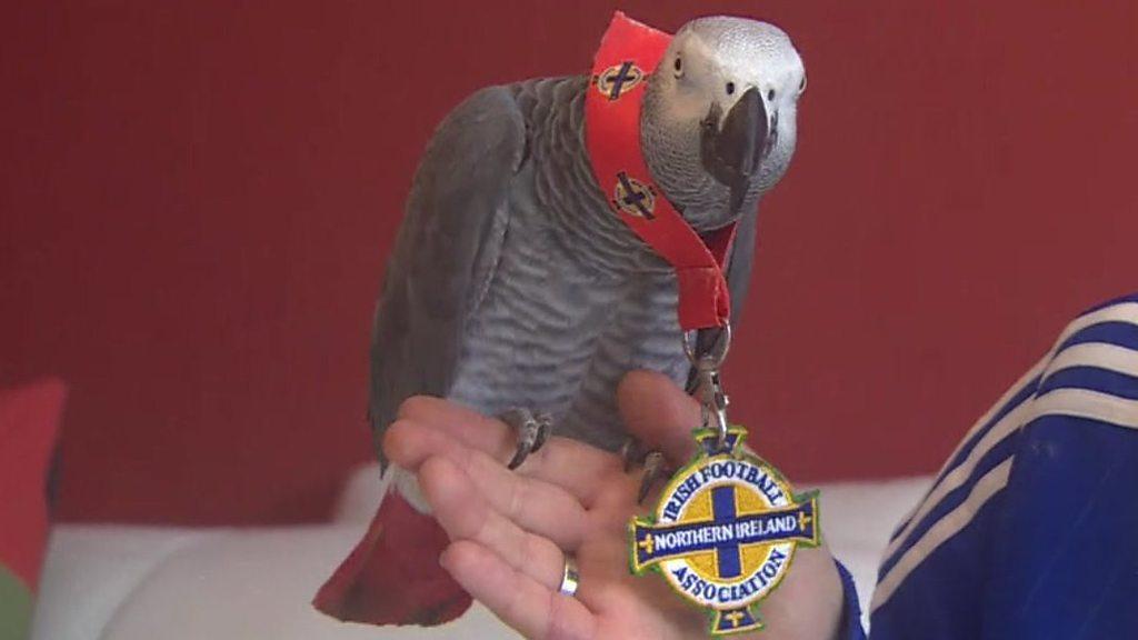 Parrot wearing Northern Ireland medal