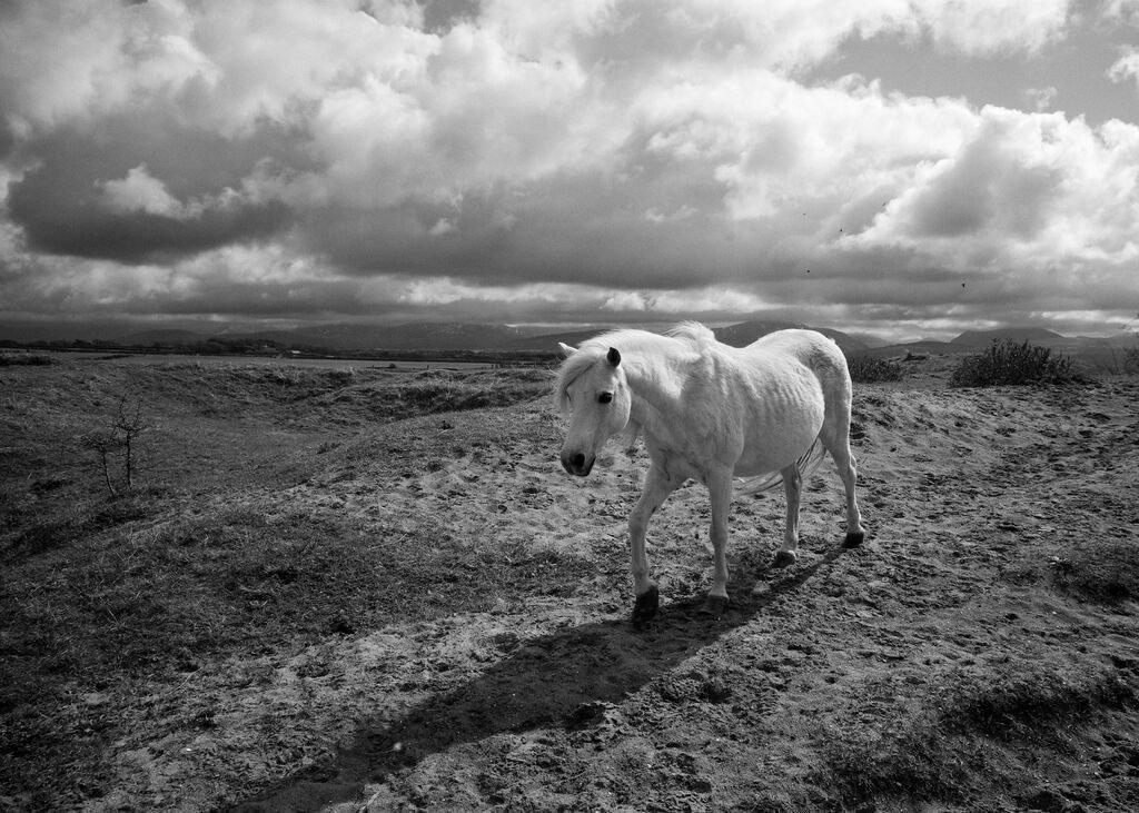 "Merlen ar dwynni Niwbwrch, Ynys Môn"