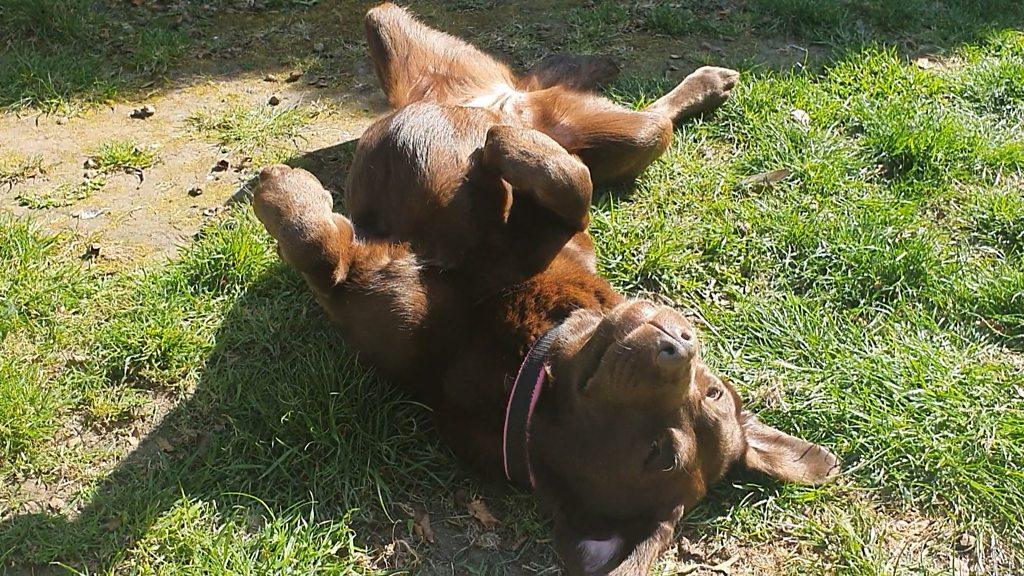 Sarah, who has autism, says having her dog Milly-Bear around during lockdown is a life-saver.