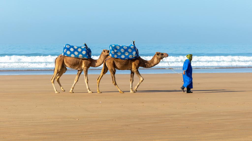 Two camels on sandy beach at Taghazout, Morocco - 2022